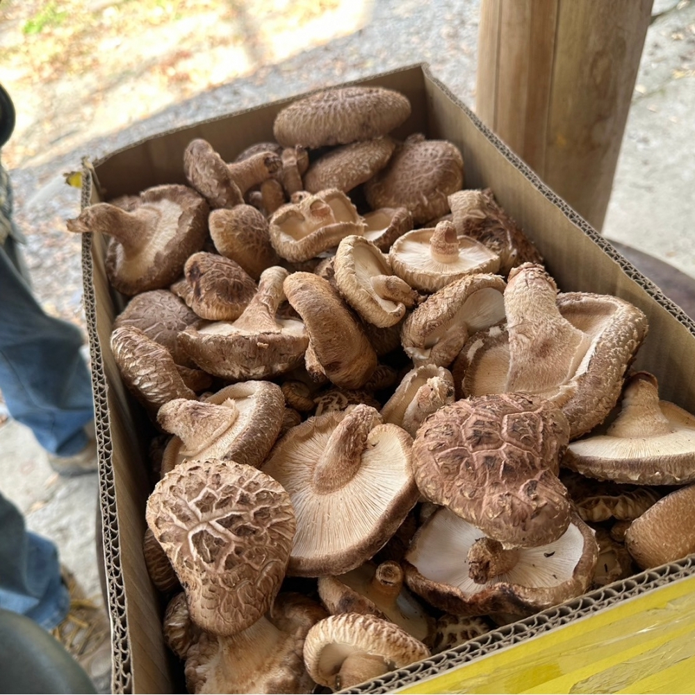 高山椴木香菇【烘乾】