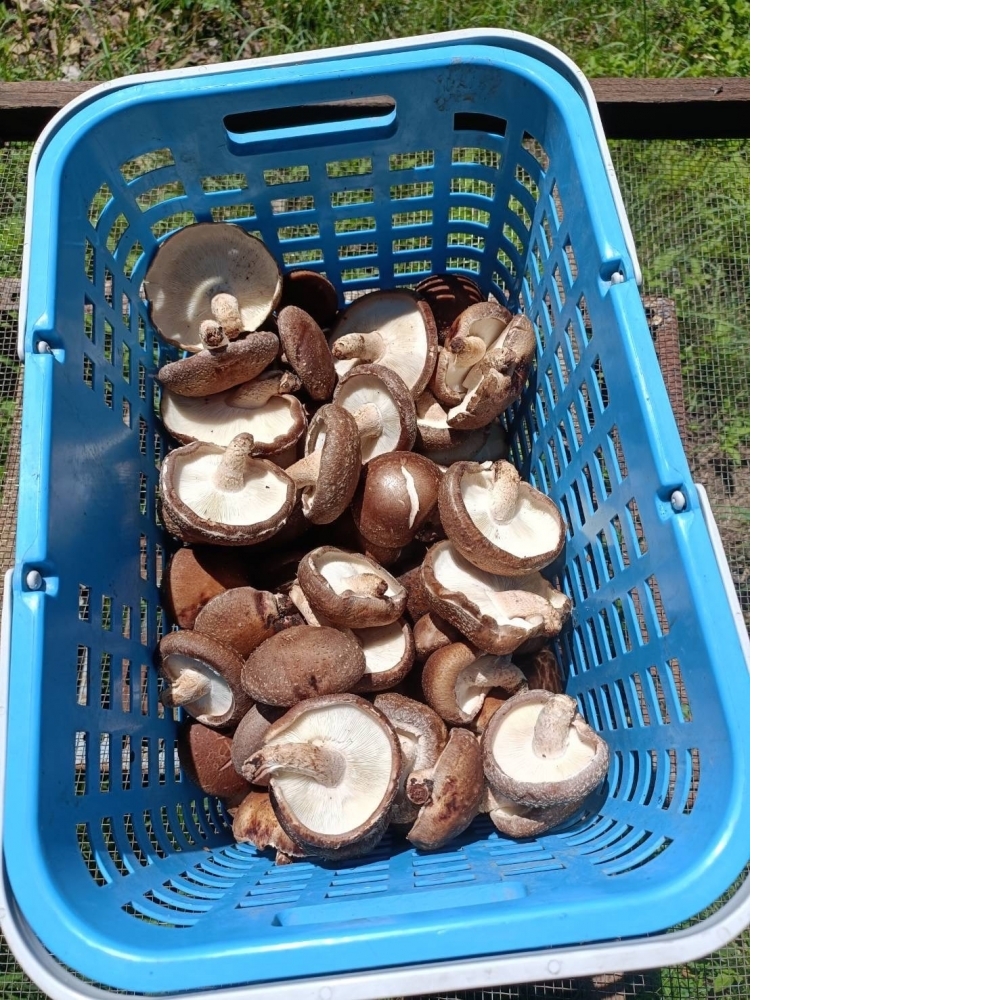 高山椴木香菇【烘乾】