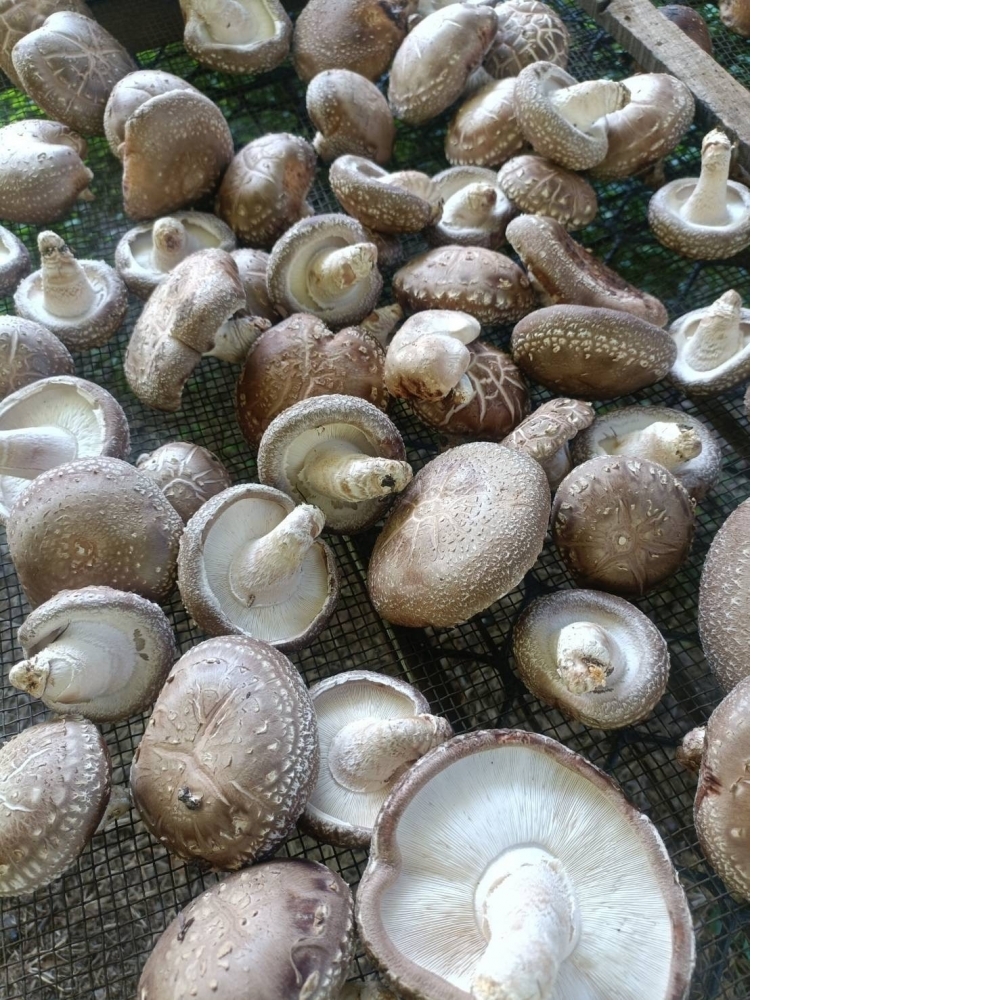 高山椴木香菇【烘乾】